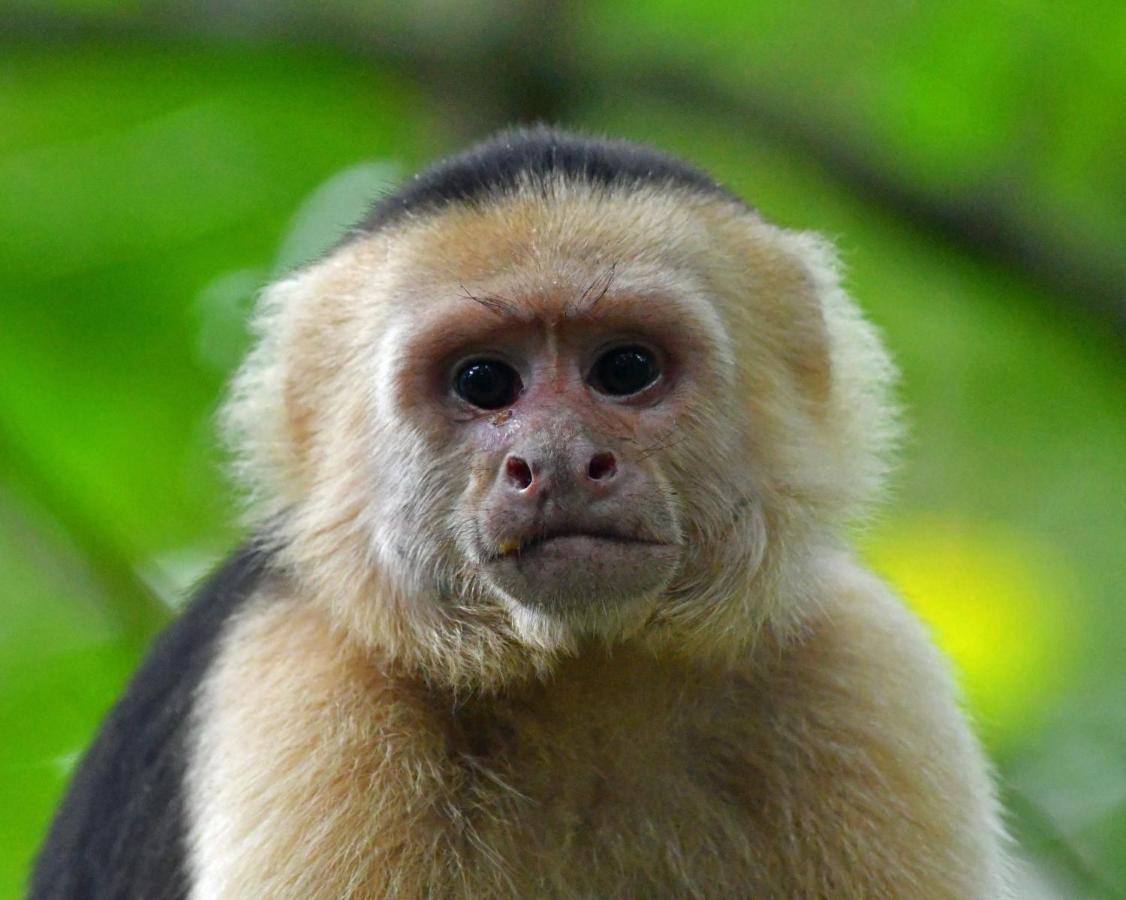 La Montanita Lodge Manuel Antonio Eksteriør billede