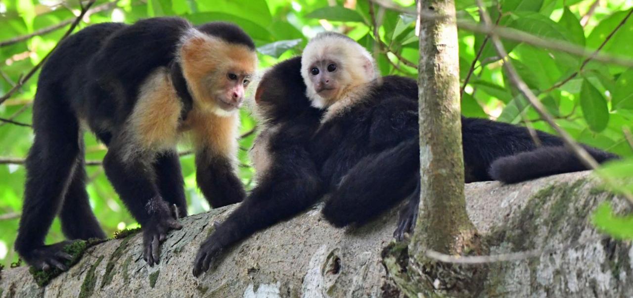 La Montanita Lodge Manuel Antonio Eksteriør billede