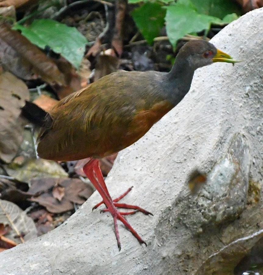 La Montanita Lodge Manuel Antonio Eksteriør billede