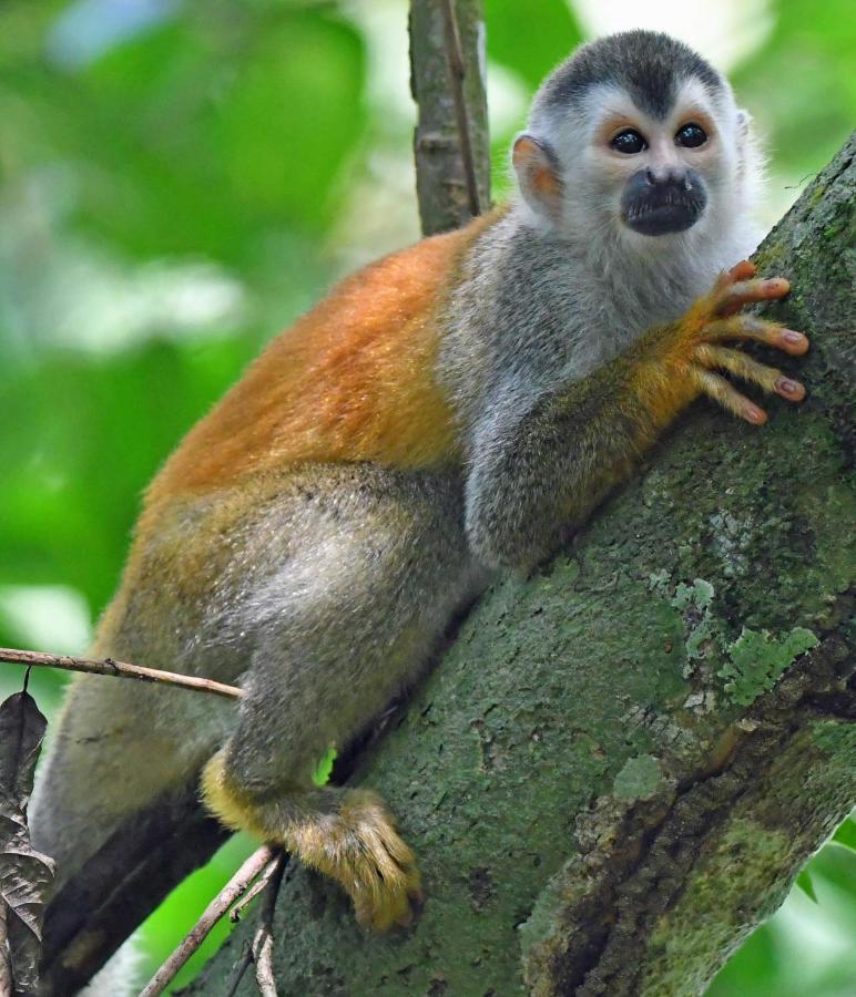 La Montanita Lodge Manuel Antonio Eksteriør billede