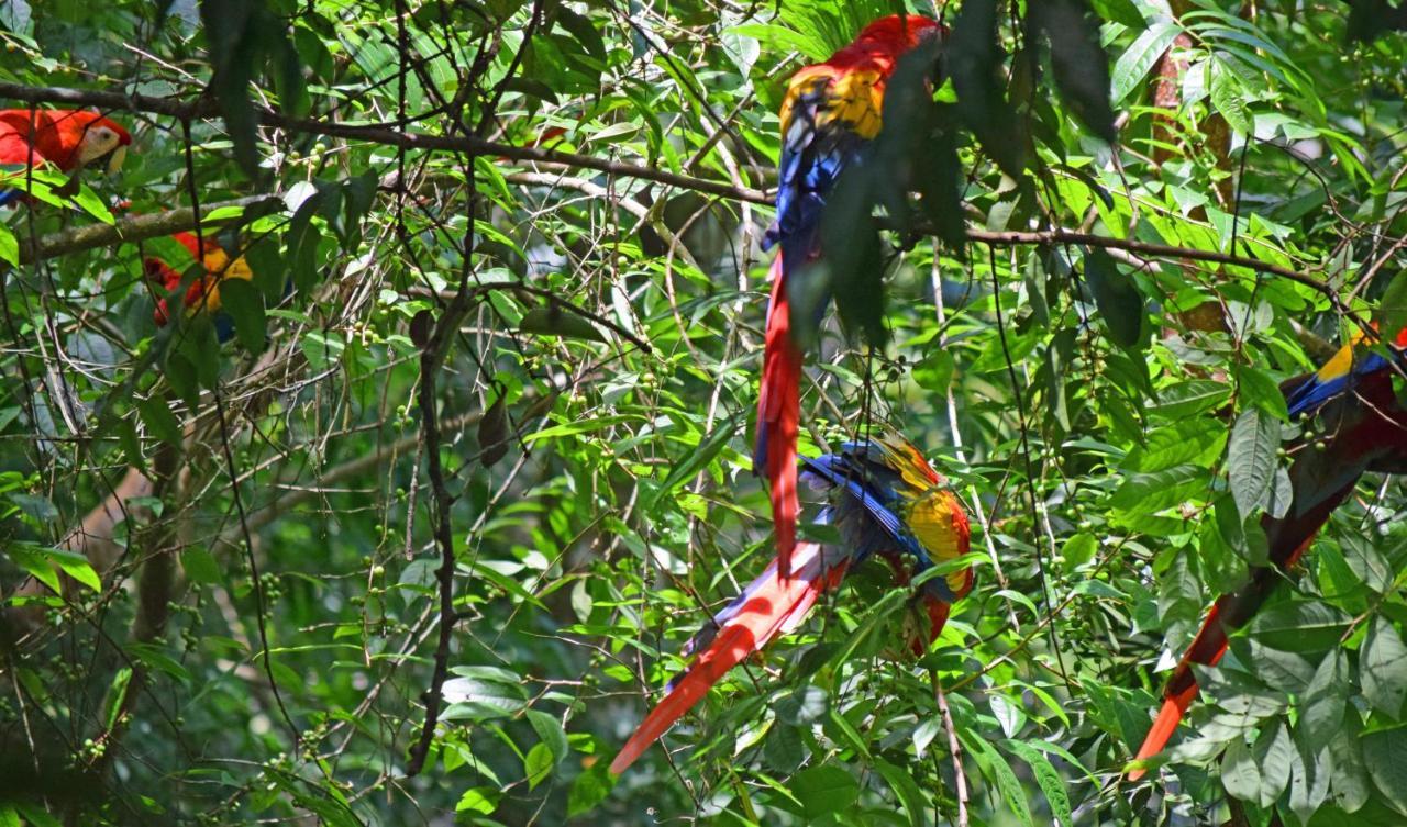 La Montanita Lodge Manuel Antonio Eksteriør billede