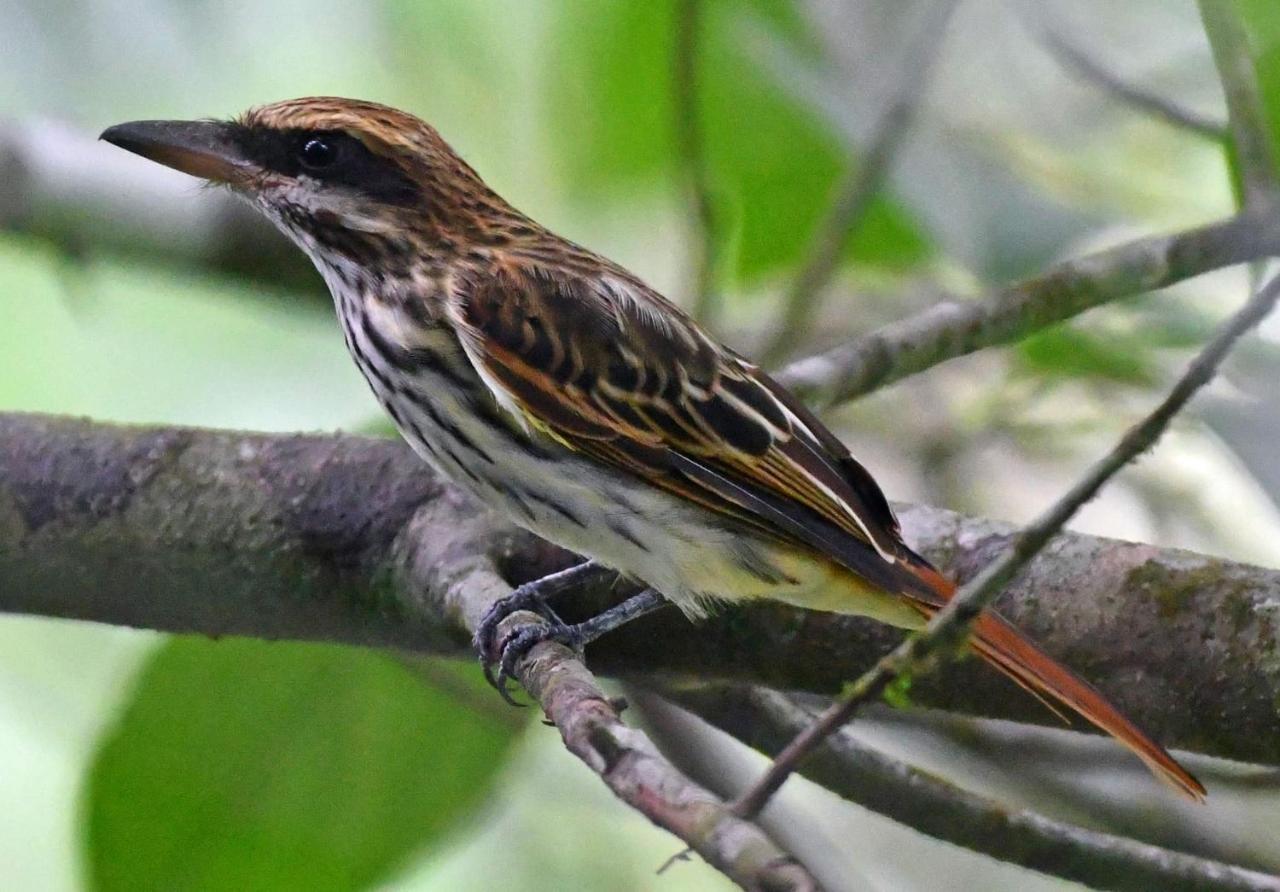 La Montanita Lodge Manuel Antonio Eksteriør billede