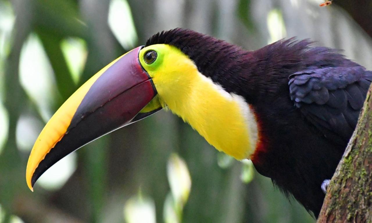 La Montanita Lodge Manuel Antonio Eksteriør billede