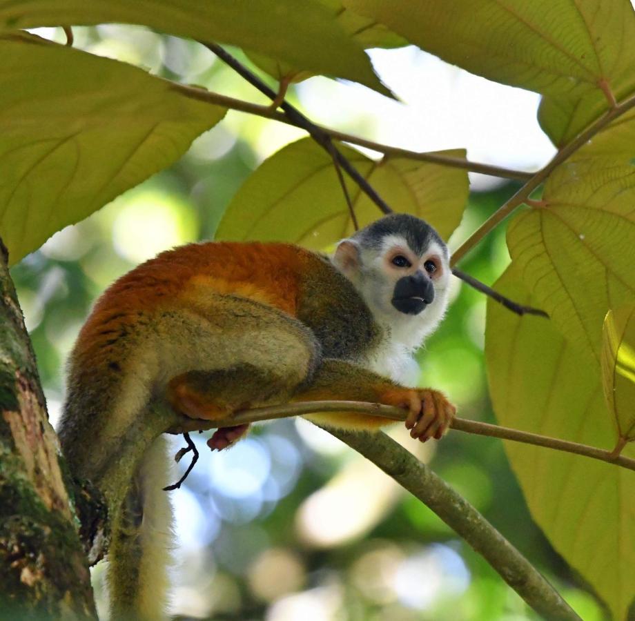 La Montanita Lodge Manuel Antonio Eksteriør billede
